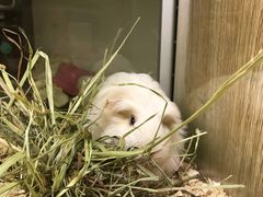 -藦茜花园宠物主题亲子互动体验馆(国顺东路店)
