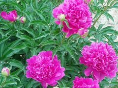 -圆明园遗址公园-藻园门售票处