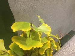 -木北造型