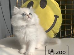 -喵zoo家庭繁育猫舍(尖东智能花园店)