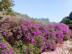 -南国桃园旅游度假区