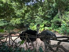 -深圳野生动物园