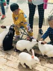 -上美四季动物农场