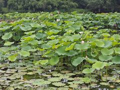 -西溪国家湿地公园