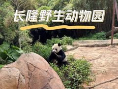 -广州长隆野生动物世界
