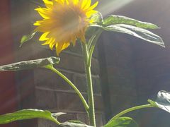 -成桂西餐厅·42年的味道(五大道疙瘩楼店)