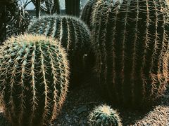 -南山植物园
