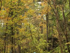 -五营红松林海景区