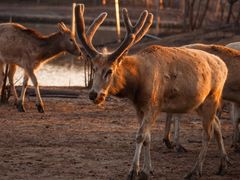 -盐城丹顶鹤湿地生态旅游区