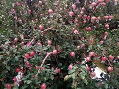 -万源龙顺度假庄园生态观光园