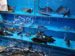 水产区-盒马鲜生(馥邦国际店)