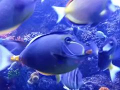 -芜湖新华联大白鲸海洋公园