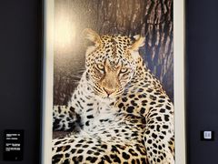 -罗红摄影艺术馆