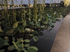 -西湖外事游船(花港观鱼码头)