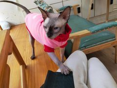 -李小姐の猫咖啡馆(五角场店)
