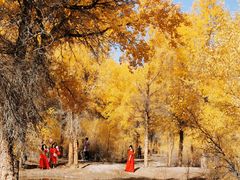 -金塔沙漠胡杨林景区