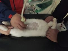 -伟伟宠物医院·瑞派猫友好医院·猫科(光谷店)