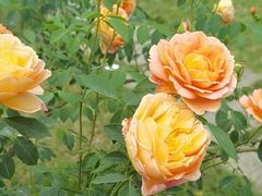 -都江堰玫瑰花溪谷