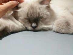 -藏猫猫咖啡主题馆(中央大道店)