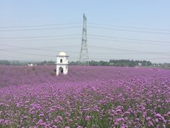 -紫颐香薰山谷景区