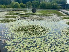 -微山湖红荷湿地景区