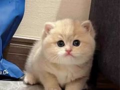 -猫十亿·布偶金渐层·曼基康矮脚猫舍(青年路店)