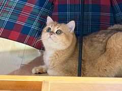 -艾贝尔宠物医院·宠保定点·超声绝育·免疫点(樱花路店)