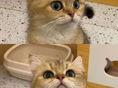 -猫域·湾主题猫咖·宠物吧(南坪城市广场店)