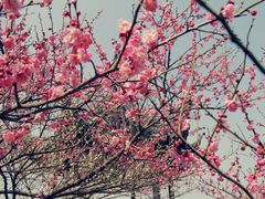 -香雪海