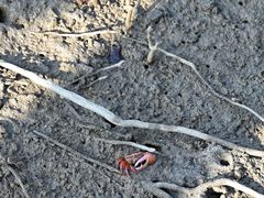 -北海金海湾红树林生态旅游区