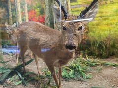 -北京麋鹿生态实验中心