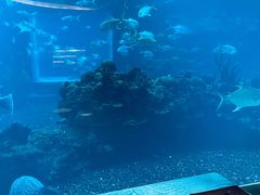 -海棠湾洲际-涛·海底餐厅·美人鱼·自助餐·海底隧道
