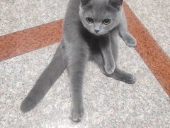 -纳吉亚猫专科动物诊疗中心(蒋宅口分院)