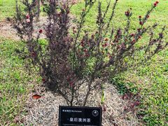 -东莞植物园