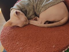 -猫腻·猫咖·撸猫馆(星光大道店)