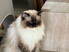 -藏猫猫咖啡主题馆(中央大道店)