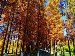 -黄海国家森林公园