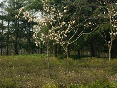 -新江湾城公园