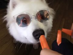 -思宇宠物医院