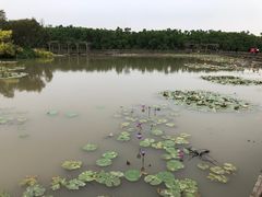 -大湾区中央湿地公园