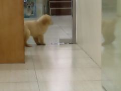 -佳雯宠物医院(四明中路分院)