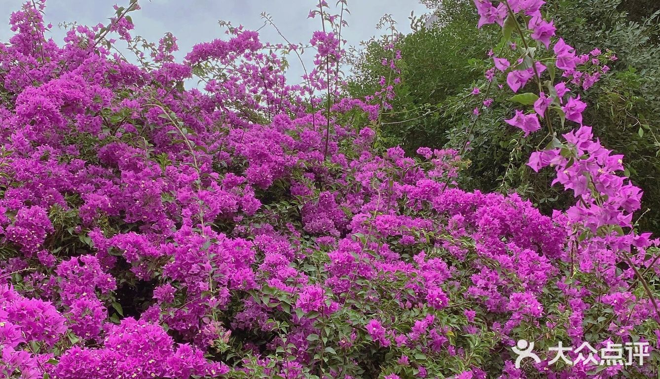 小区门口惊现🌺三角梅“瀑布”墙