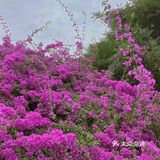 小区门口惊现🌺三角梅“瀑布”墙