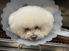 -宠爱国际动物医院· 猫科· 外科·中兽医(长白店)