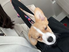 -安安宠医宠物医院·异宠·犬猫内科(岳阳分院)