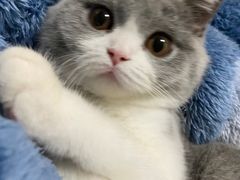 -lincat·猫舍(广州店)
