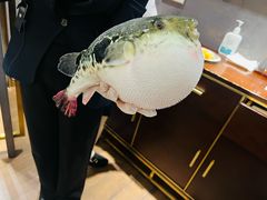 -鲐赏河豚(长寿店)
