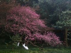 -杭州植物园