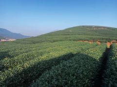 -龙坞茶村