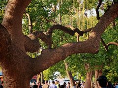 -西湖游船
